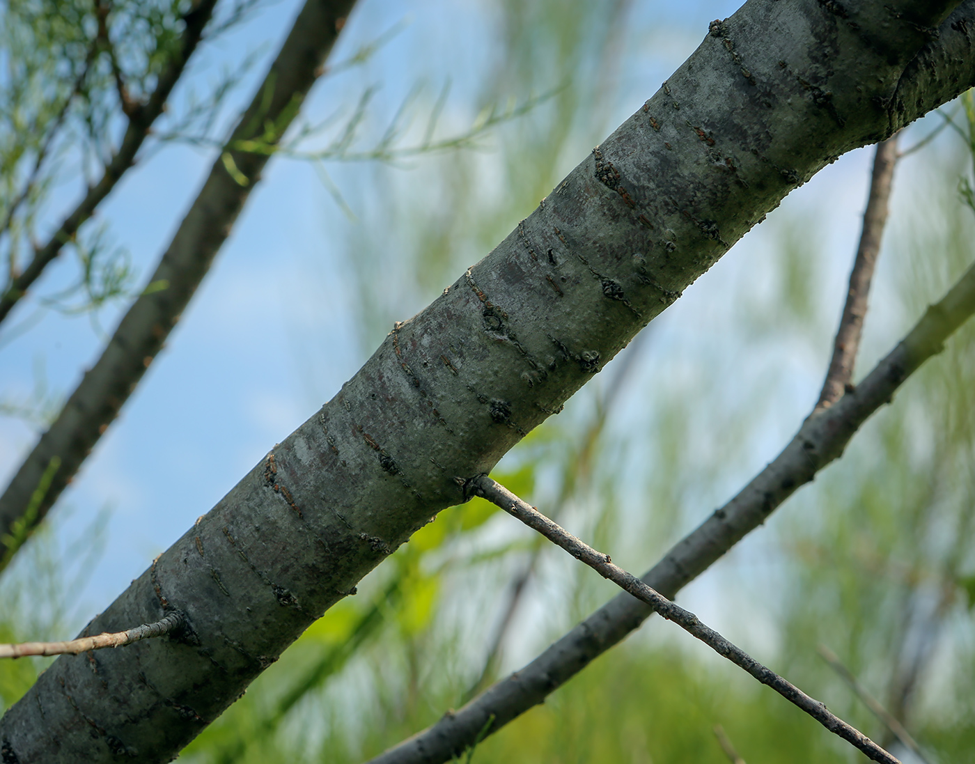 Изображение особи Tamarix ramosissima.