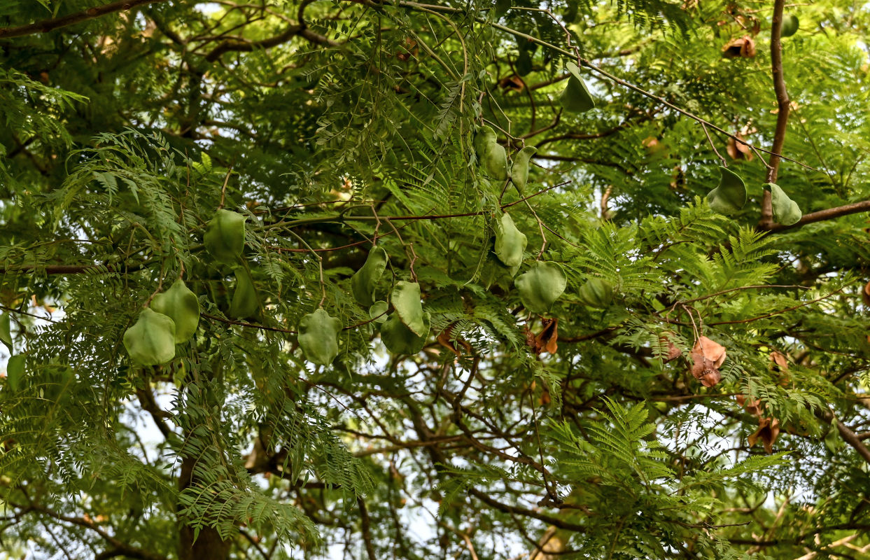 Изображение особи Jacaranda mimosifolia.
