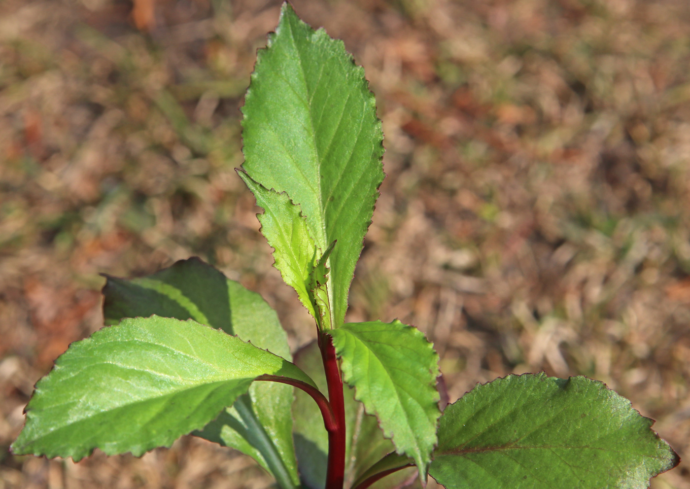 Image of Lobelia cardinalis specimen.