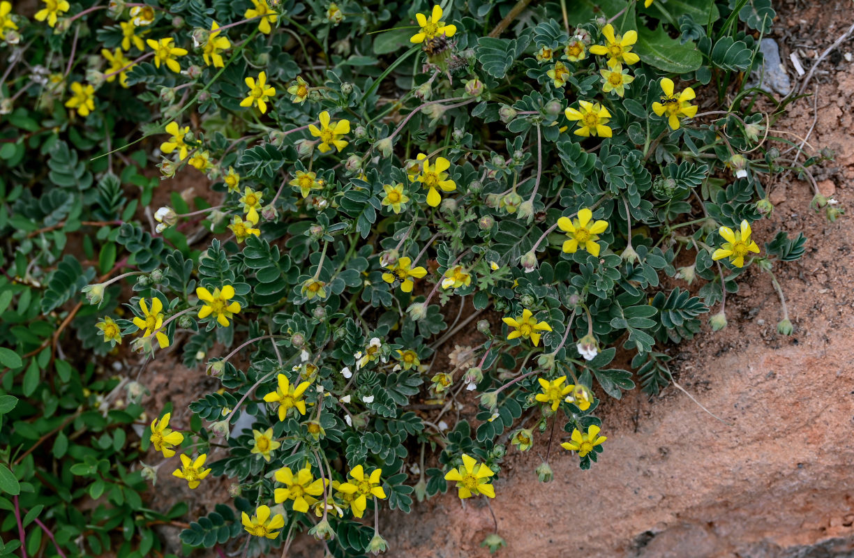 Image of Potentilla bifurca specimen.