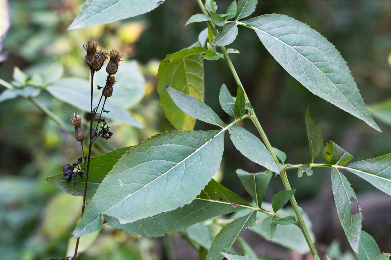 Image of Klasea quinquefolia specimen.