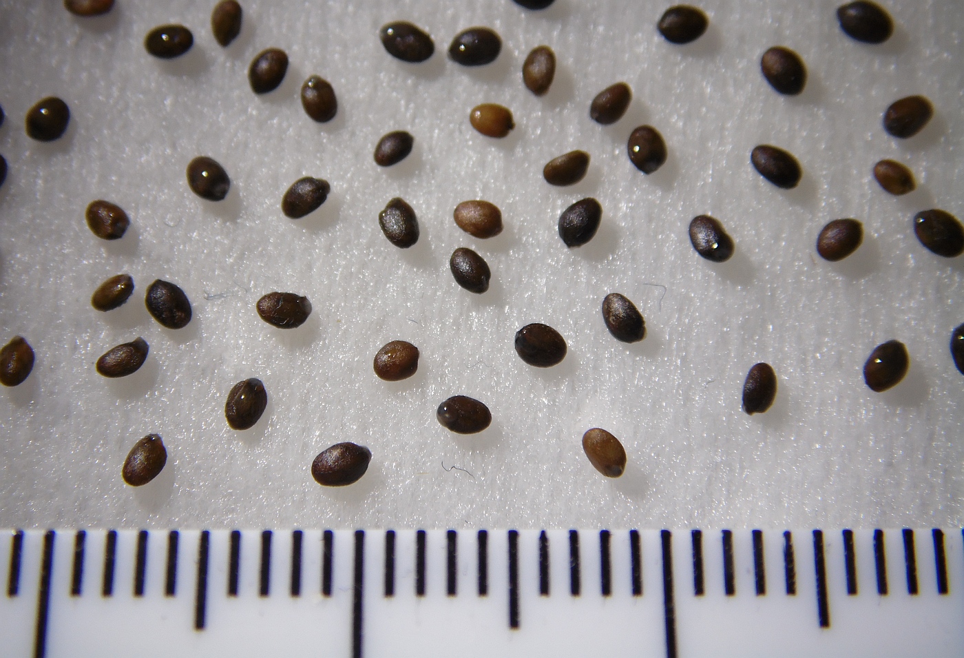 Image of Isodon japonicus specimen.