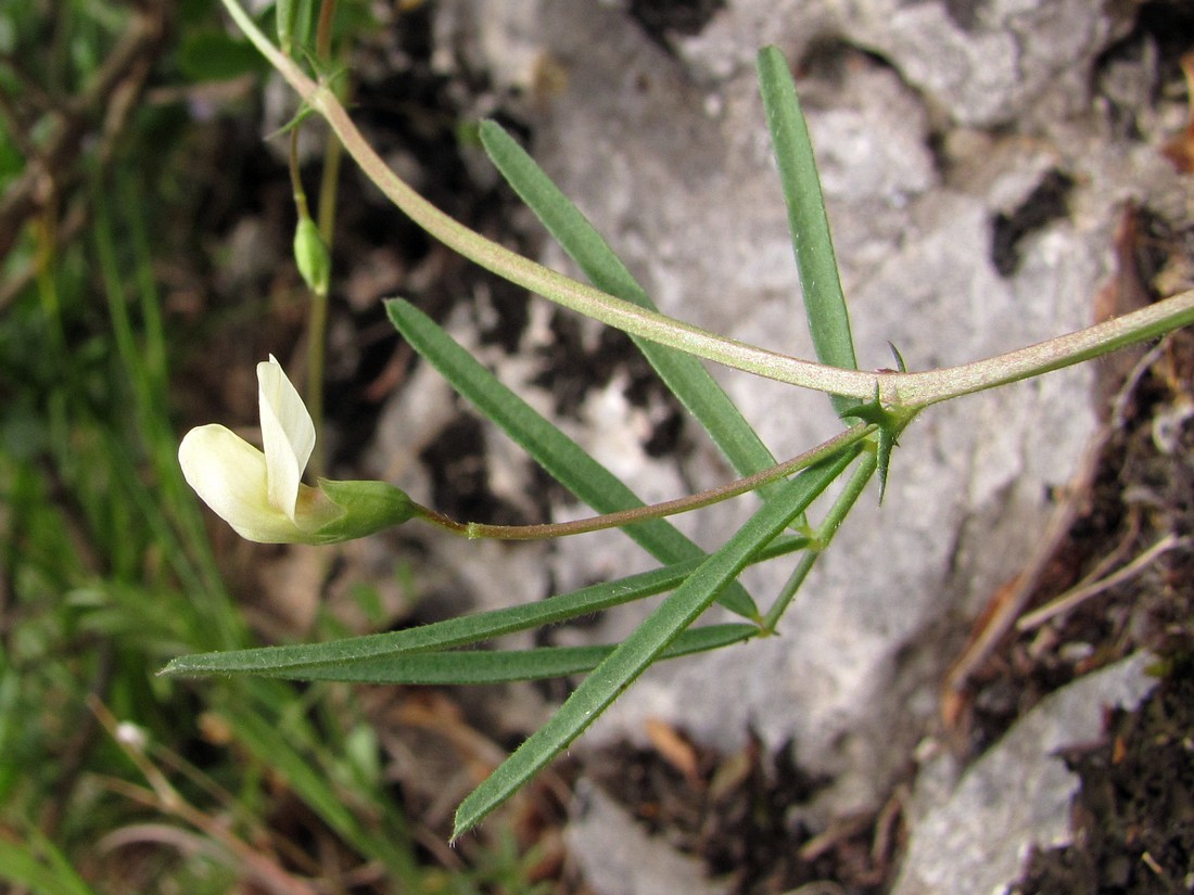 Image of Lathyrus saxatilis specimen.