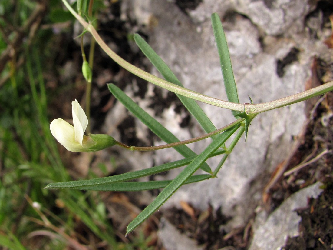 Изображение особи Lathyrus saxatilis.