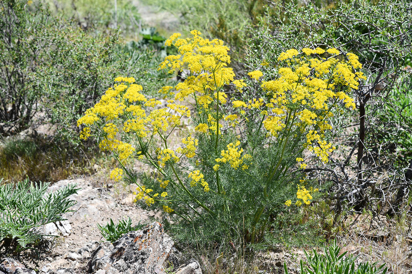 Image of Prangos pabularia specimen.