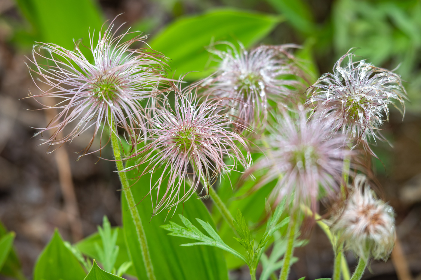 Изображение особи Pulsatilla cernua.
