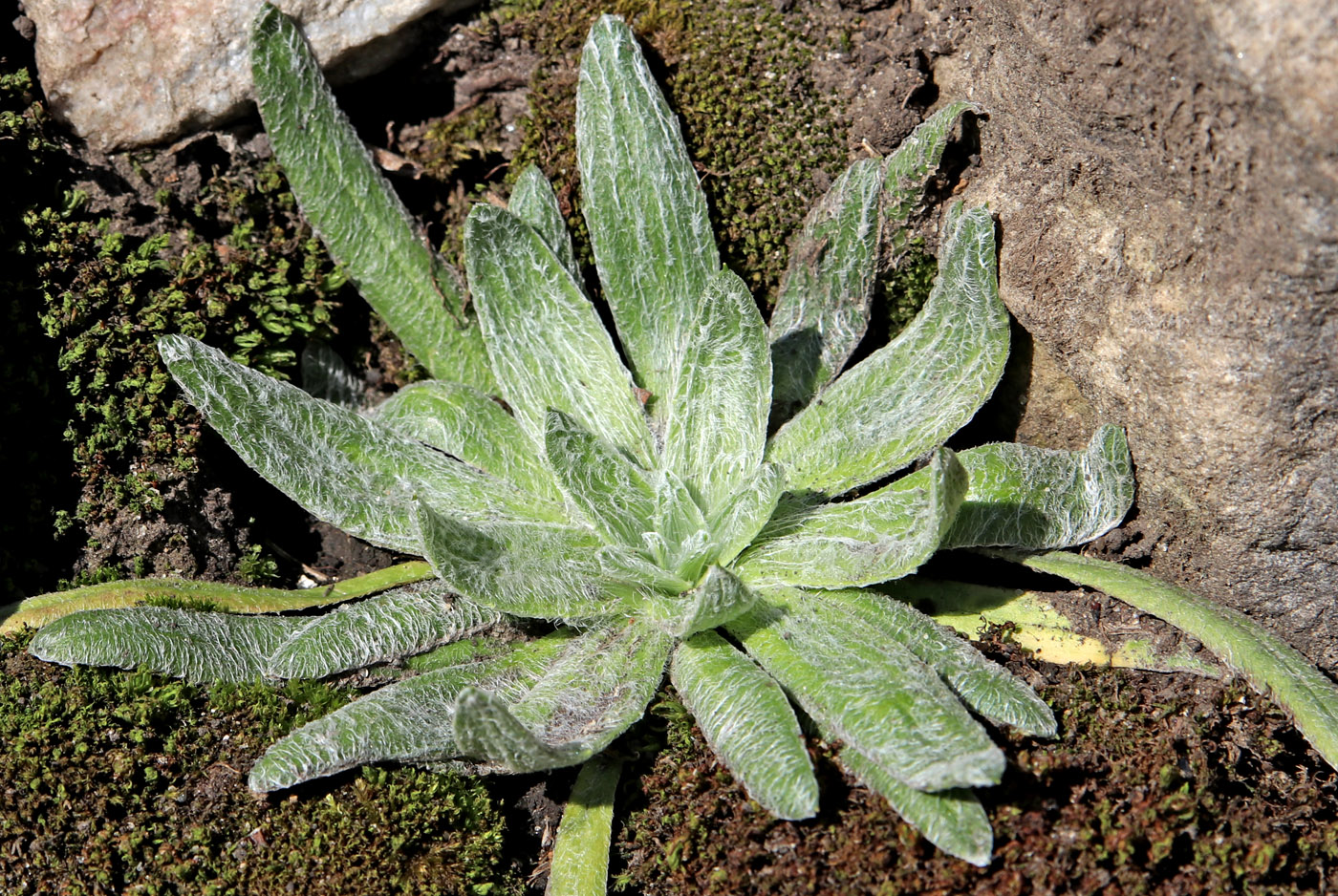 Image of Plantago nivalis specimen.