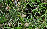 Carlina salicifolia