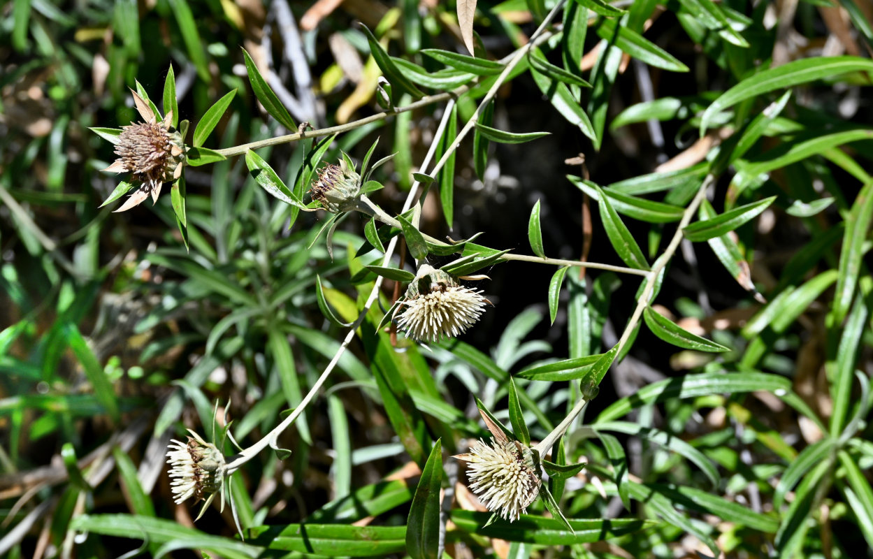 Image of genus Carlina specimen.
