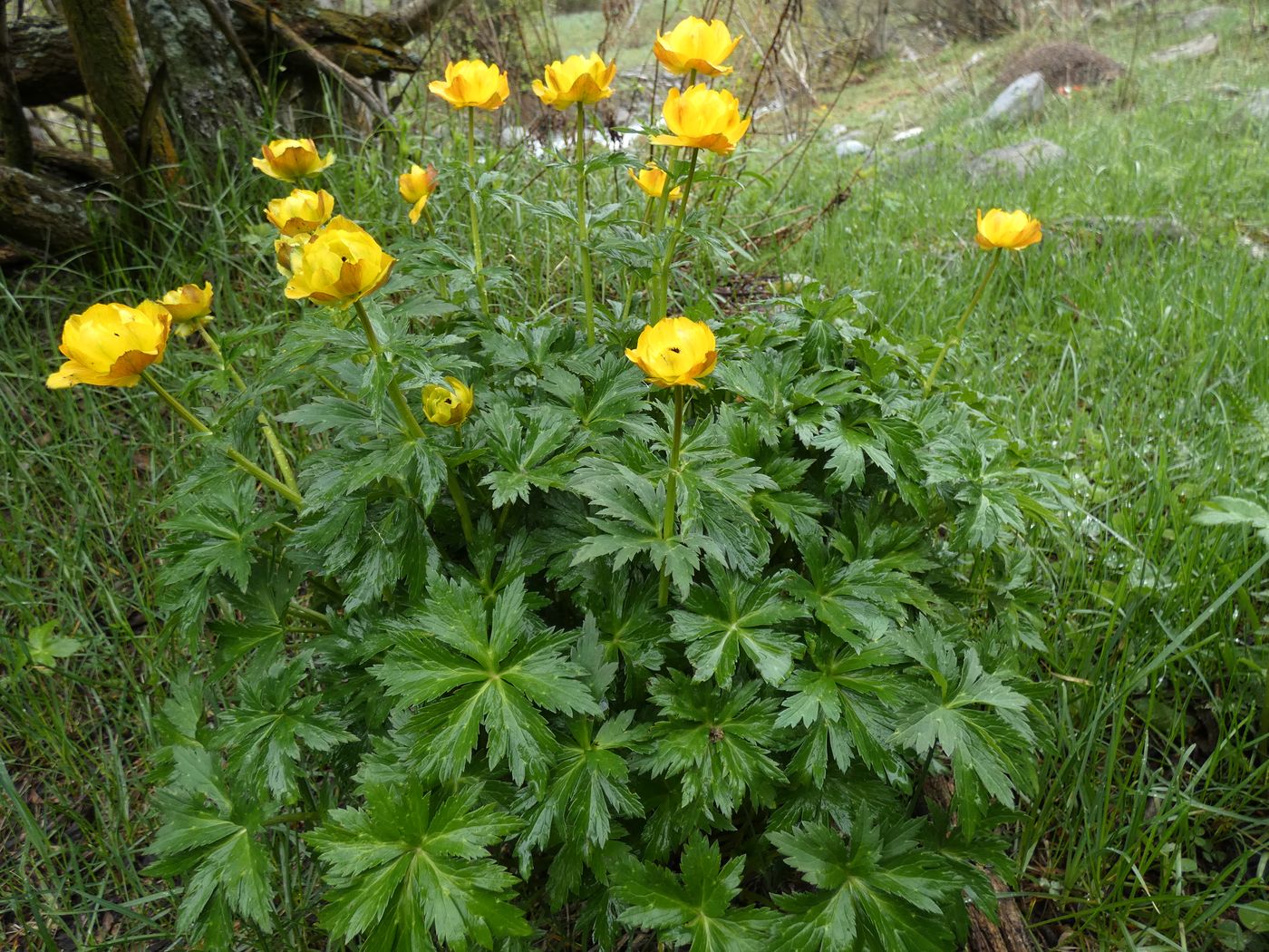 Image of Trollius altaicus specimen.