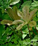 Rodgersia aesculifolia. Молодые листья. Китай, пров. Шэньси, национальный парк \"Хуашань\", ≈ 2000 м н.у.м., опушка смешанного леса. 02.06.2025.