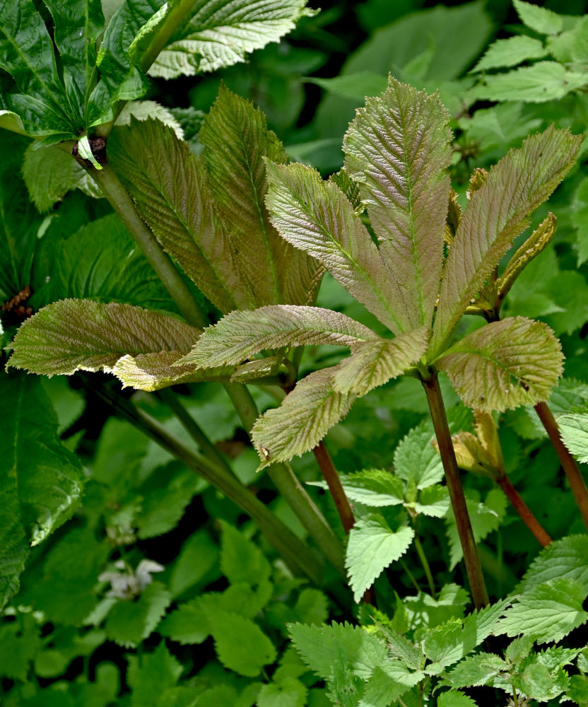 Изображение особи Rodgersia aesculifolia.
