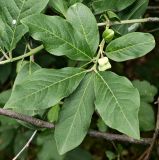 Euonymus europaeus. Побег с созревающим плодом. Волгоград, берег Волго-Донского канала, между шлюзами №№ 2 и 3, на склоне долины рукотворного ручья. 02.06.2026.