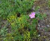 genus Rosa. Цветущее растение. Карелия, г. Петрозаводск, ур. Чёртов Стул, на скальном плато среди Sedum acre. 07.06.2026.