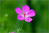 Geranium palustre. Цветок с каплями дождя. Московская обл., Раменский р-н, окр. дер. Хрипань, садовый участок. 14.06.2026.