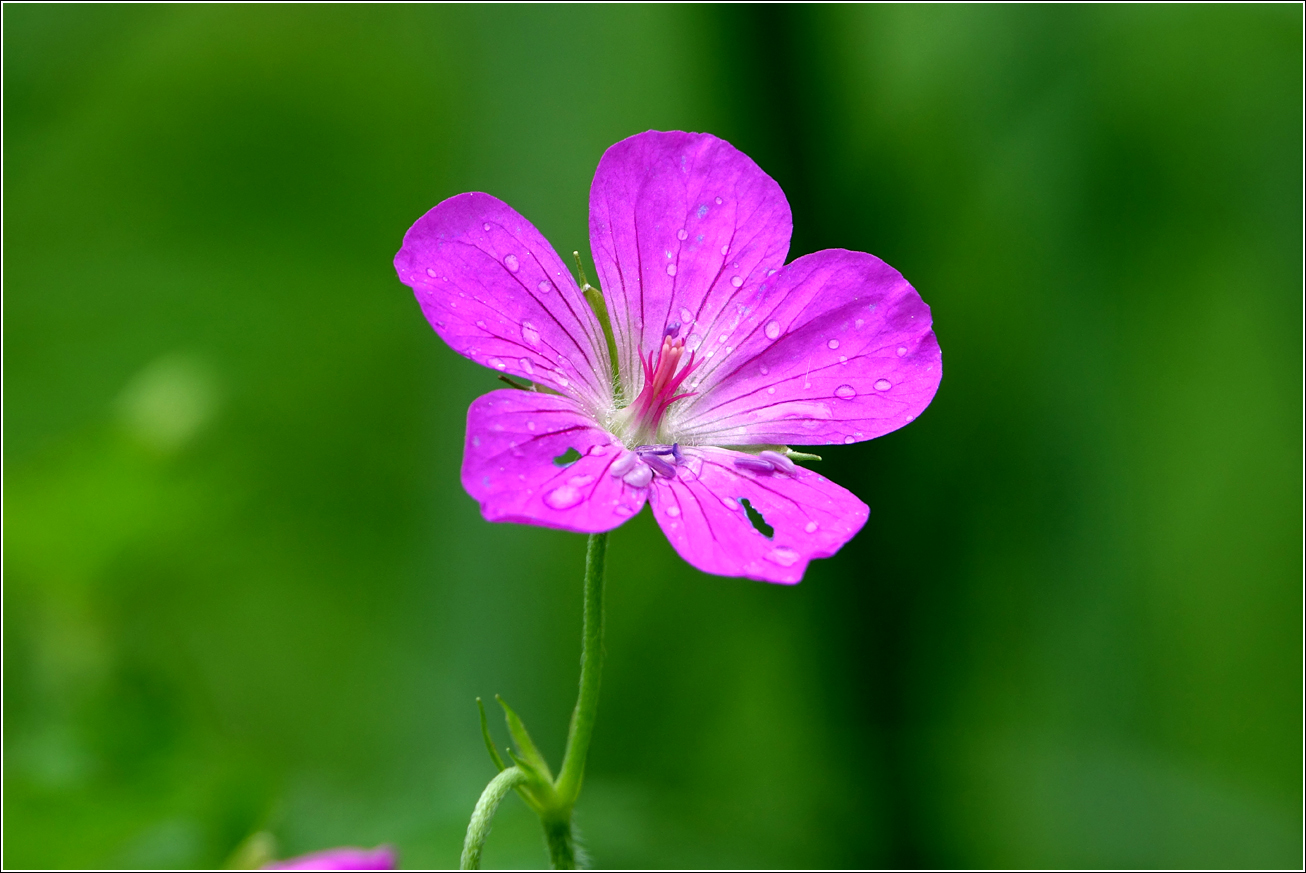 Image of Geranium palustre specimen.