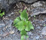 unknown species. Leaf. Республика Дагестан, Ахтынский р-н, с. Ахты, 20.06.2018.