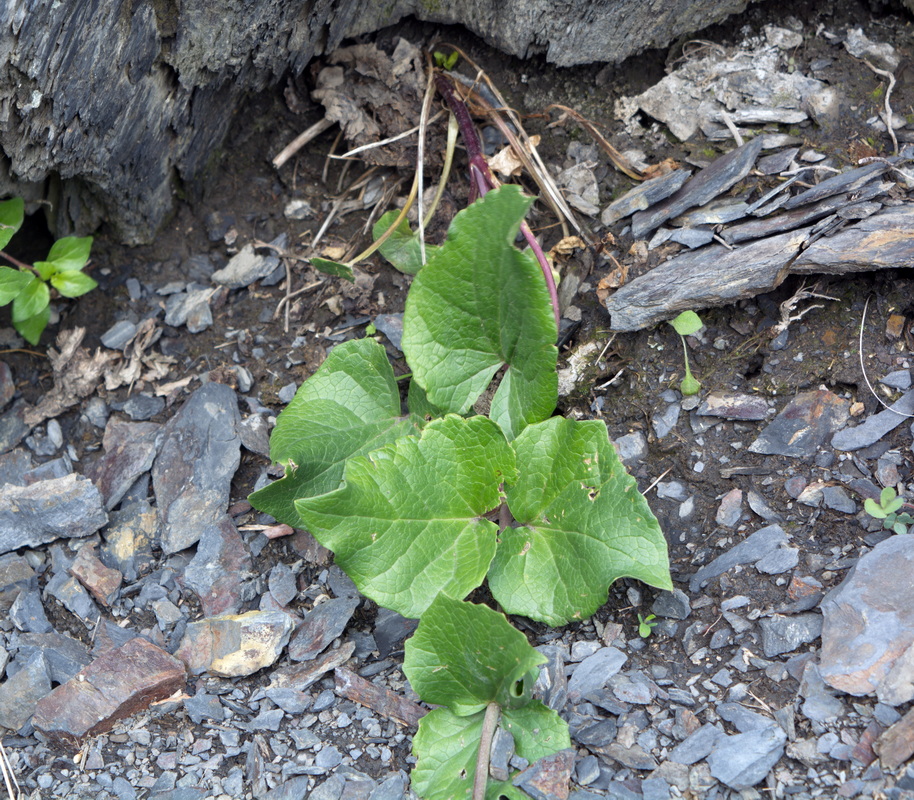Image of Unknown species specimen.