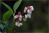 Vaccinium corymbosum
