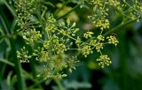 Pastinaca sativa. Соцветия с кормящимися насекомыми и созревающие соплодия. Московская обл., Одинцовский гор. округ, Мещёрский природный парк, опушка смешанного леса. 02.08.2026.