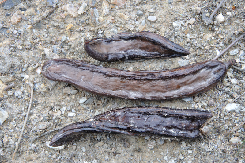 Image of Ceratonia siliqua specimen.