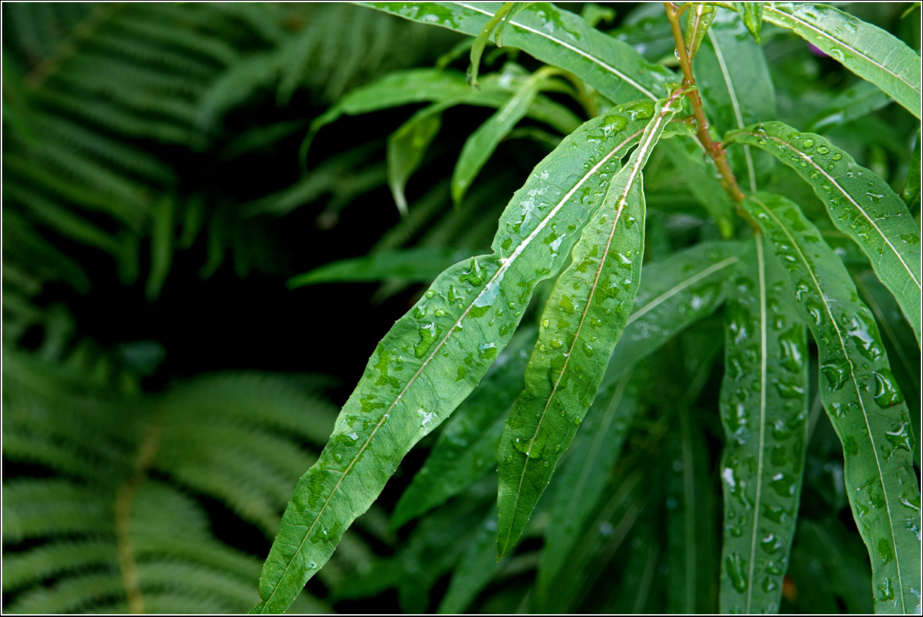 Изображение особи Chamaenerion angustifolium.