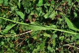 unknown species. Часть побега. Турция, ил Артвин, окр. храма Отхта, луг. 13 июня 2026 г.