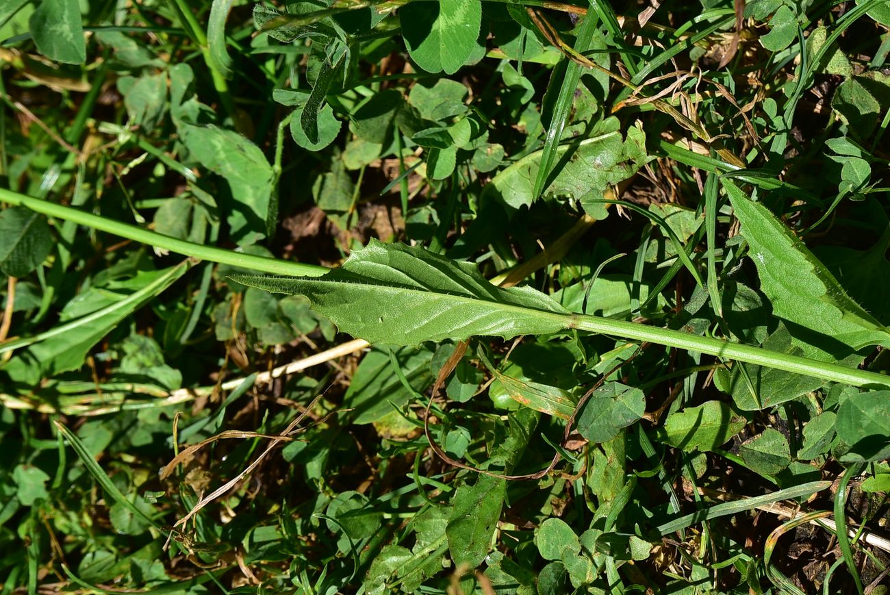 Image of Lapsana intermedia specimen.