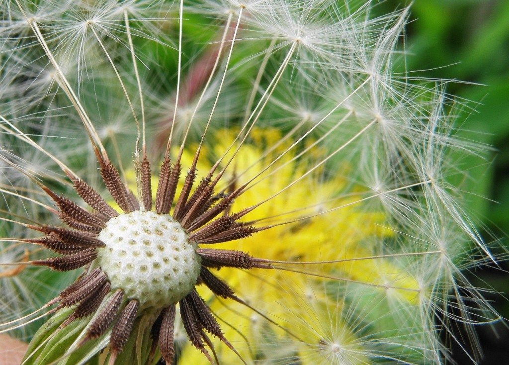 Image of Taraxacum scanicum specimen.