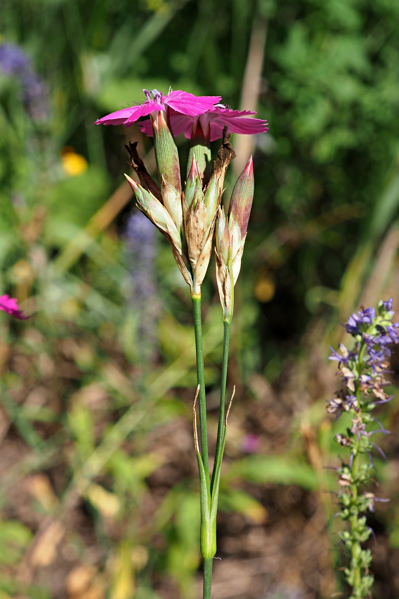 Изображение особи Dianthus borbasii.