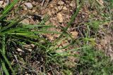 Carex halleriana