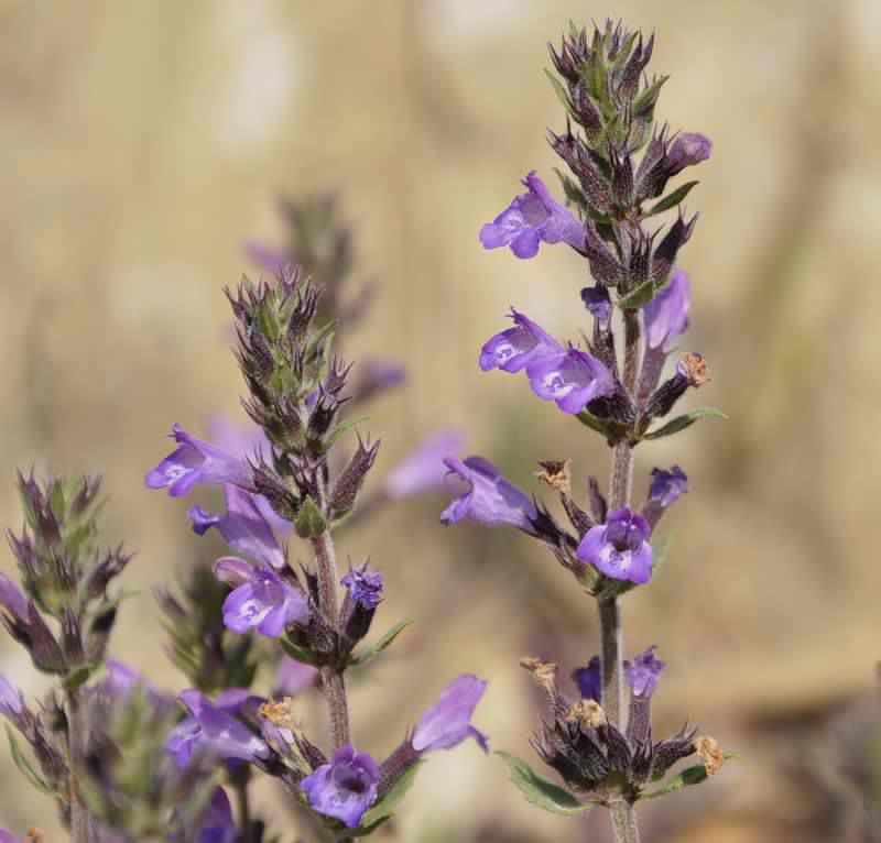 Изображение особи Ziziphora majoranifolia.