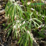 Syneilesis aconitifolia. Растения в начале вегетации. Приморский край, Уссурийский р-н, окр. с. Монакино, опушка дубового леса. 28.05.2011.