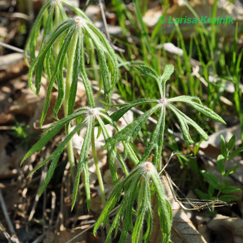 Image of Syneilesis aconitifolia specimen.