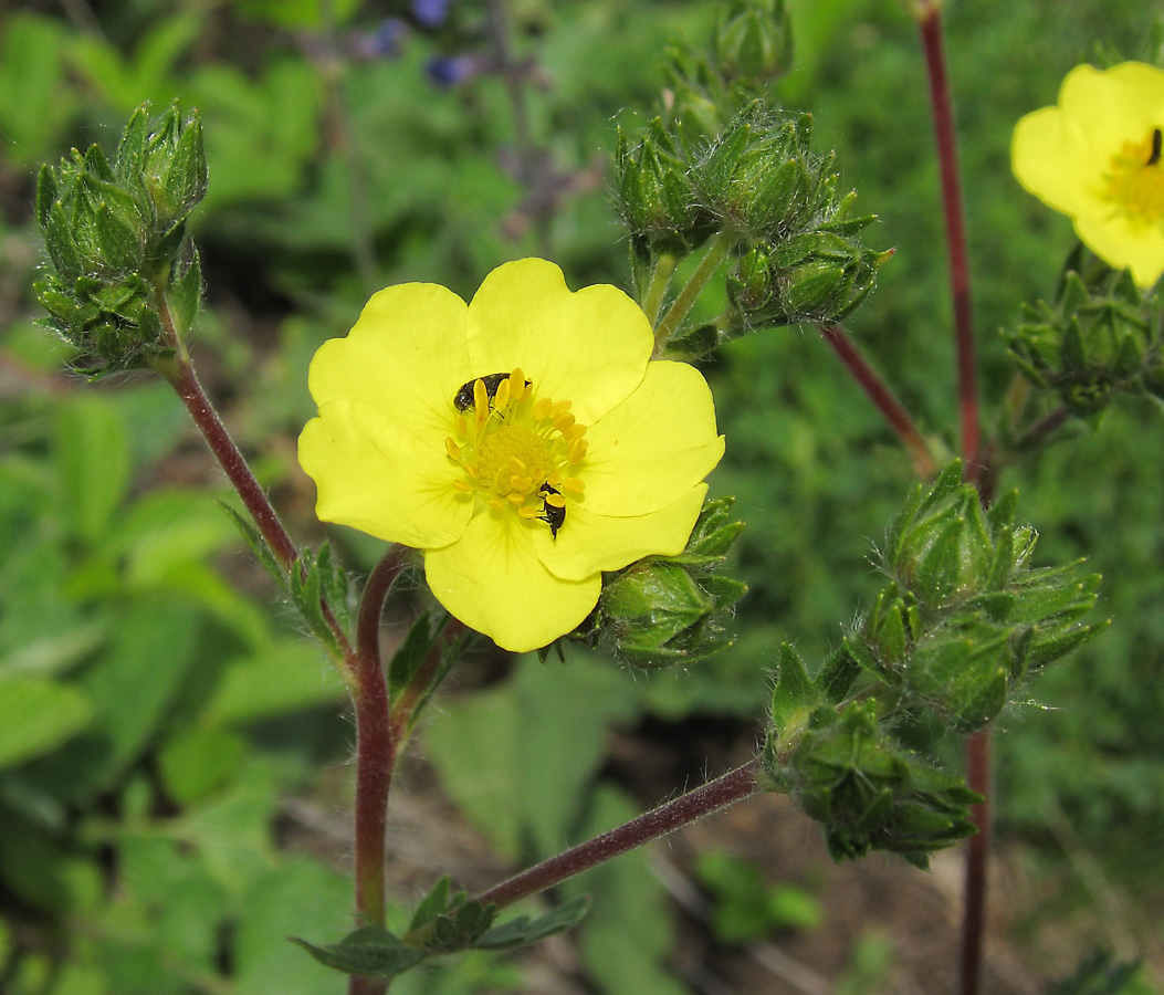 Изображение особи Potentilla recta.