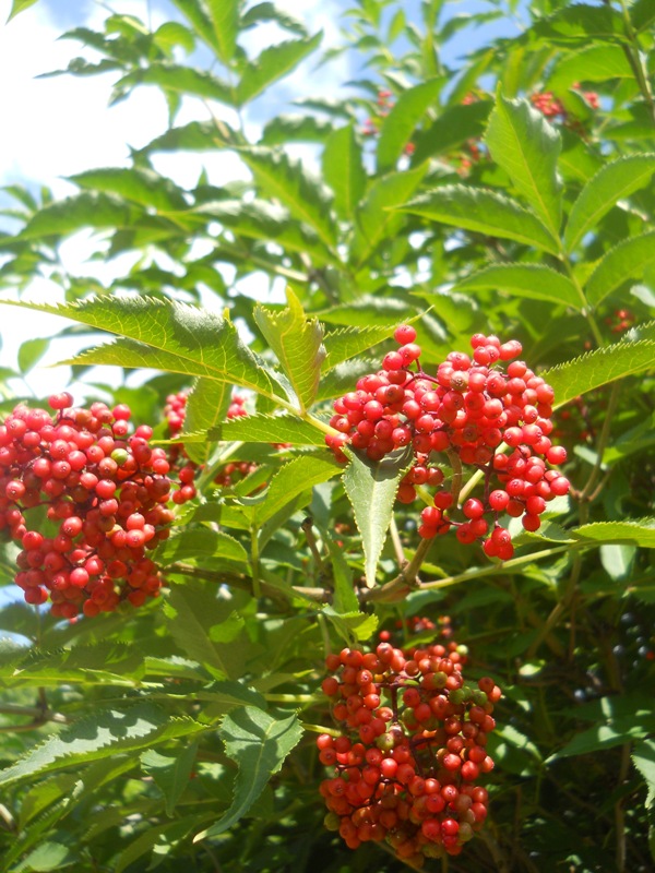 Изображение особи Sambucus sibirica.