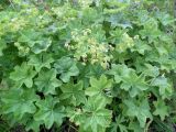 род Alchemilla