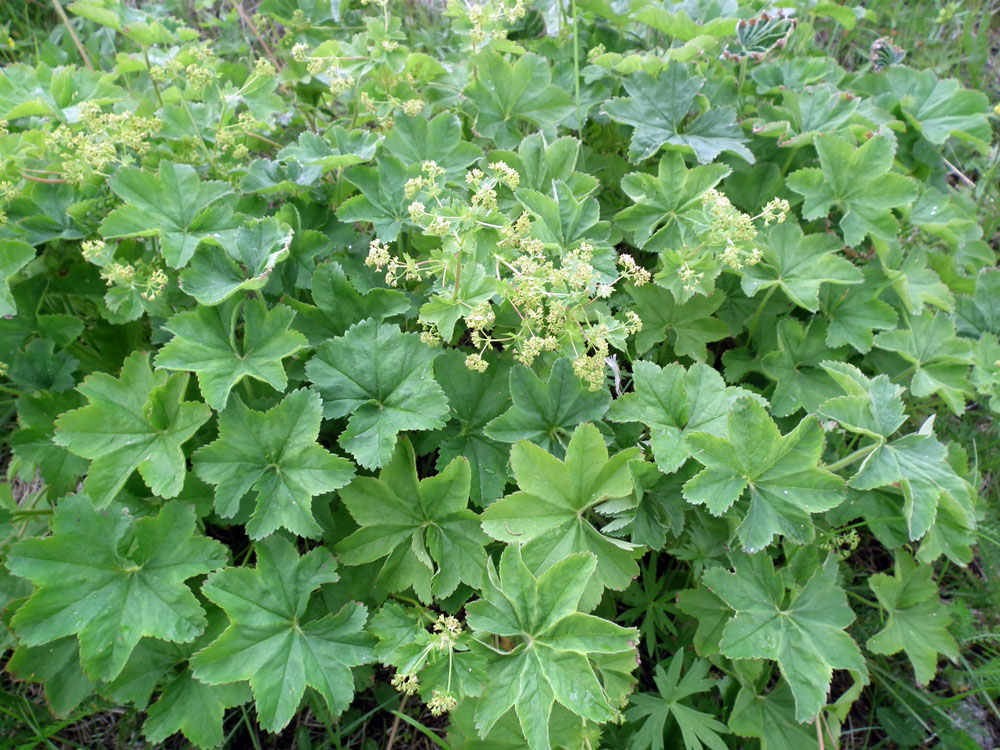 Image of genus Alchemilla specimen.