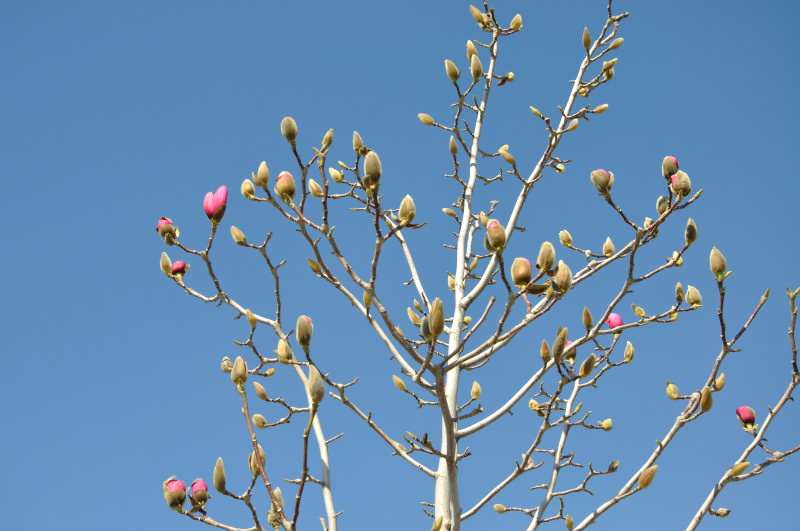 Image of Magnolia × soulangeana specimen.
