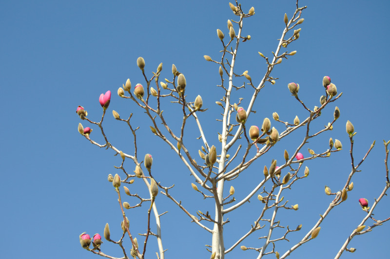 Image of Magnolia &times; soulangeana specimen.