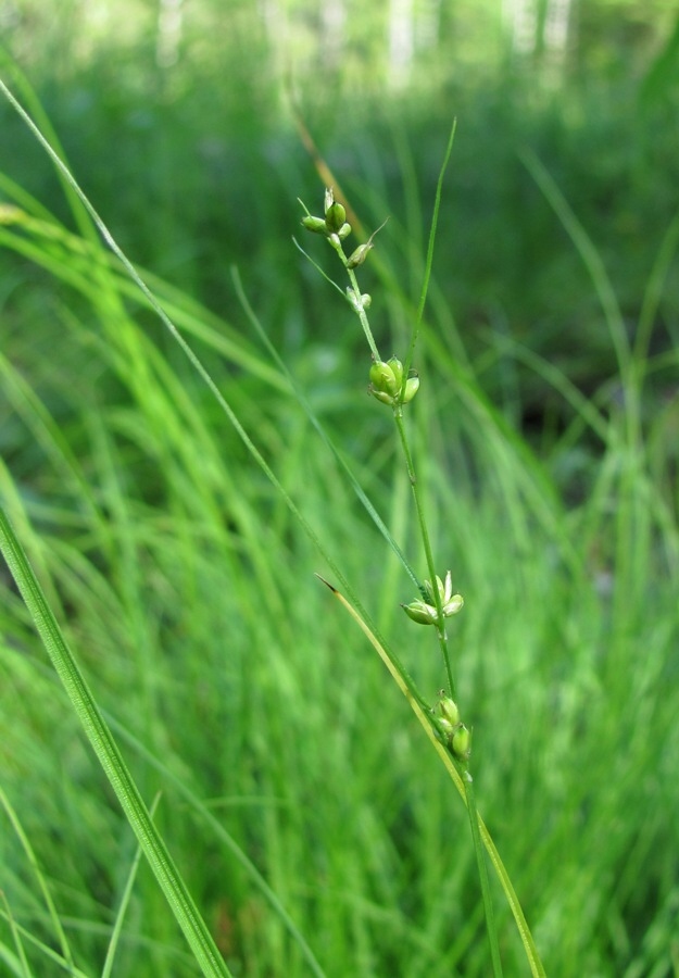 Image of Carex disperma specimen.