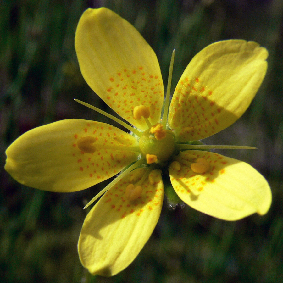 Изображение особи Saxifraga hirculus.