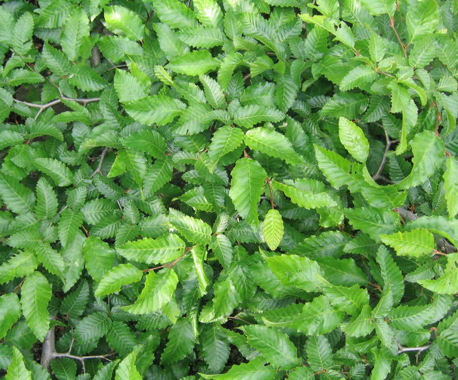 Image of Carpinus orientalis specimen.