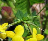 Lotus corniculatus. Соплодие с завязавшимися плодами. Украина, Ивано-Франковская обл., Надворнянский р-н, окрестности усадьбы Горганского лесничества природного заповедника \"Горганы\", у ручья. 22 июня 2011 г.