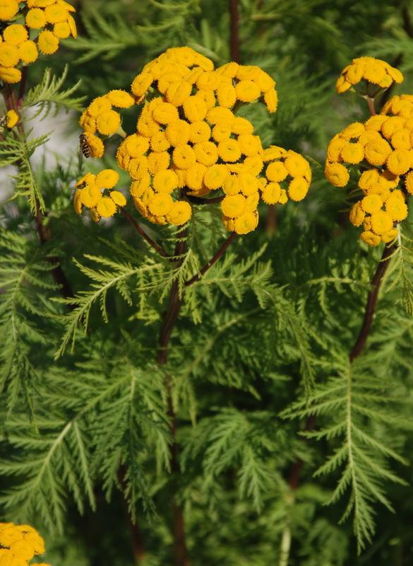 Image of Tanacetum vulgare specimen.