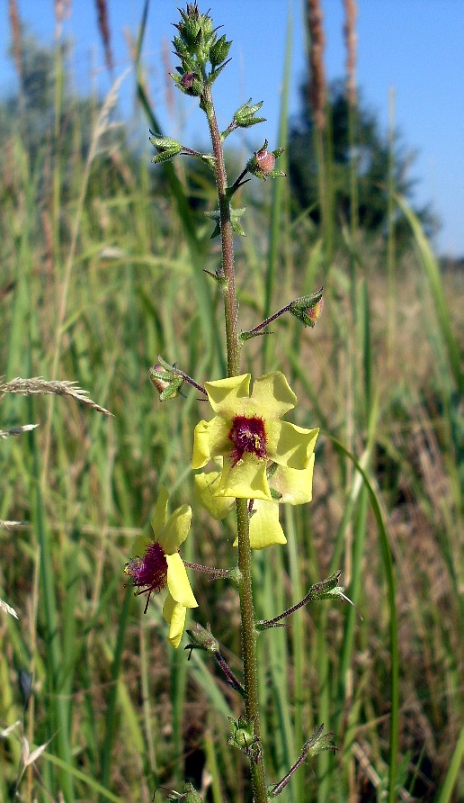 Image of Verbascum blattaria specimen.