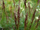 Avenella flexuosa
