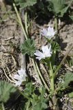 Malva neglecta