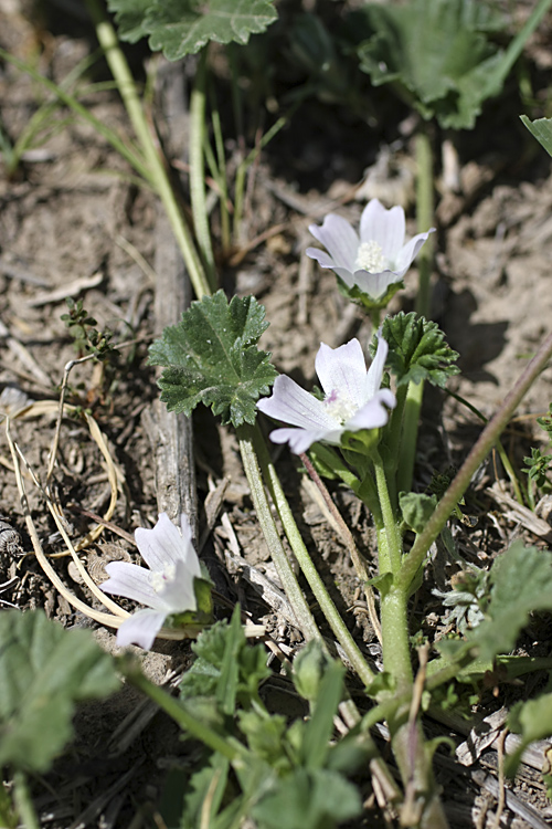 Изображение особи Malva neglecta.