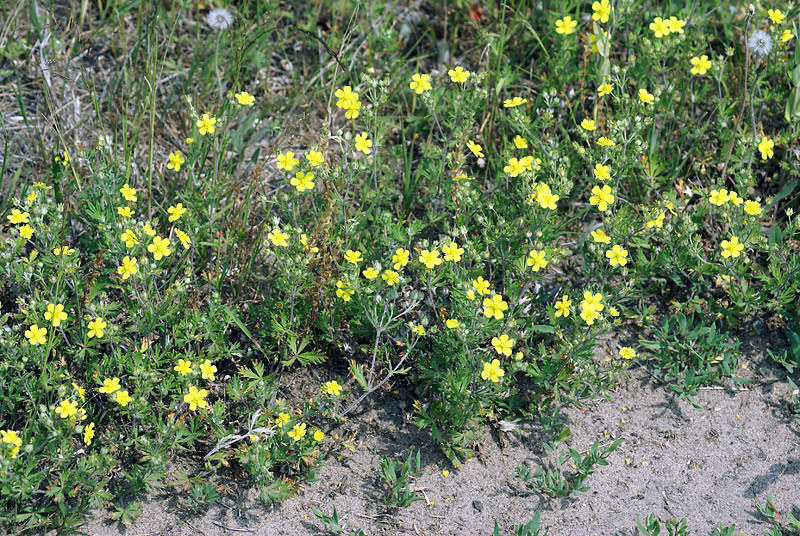 Изображение особи Potentilla argentea.